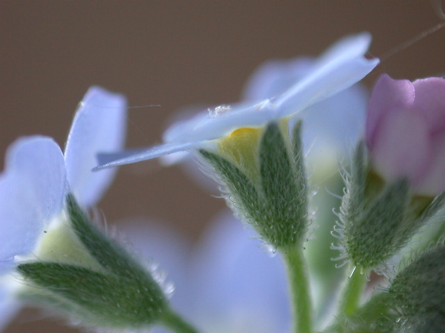 Myosotis sylvatica / Nontiscordardim dei boschi